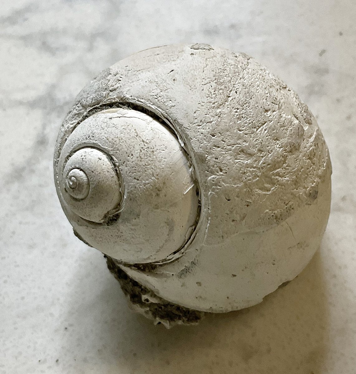 Miocene Moon Snail from Matoaka Cottages, MD.