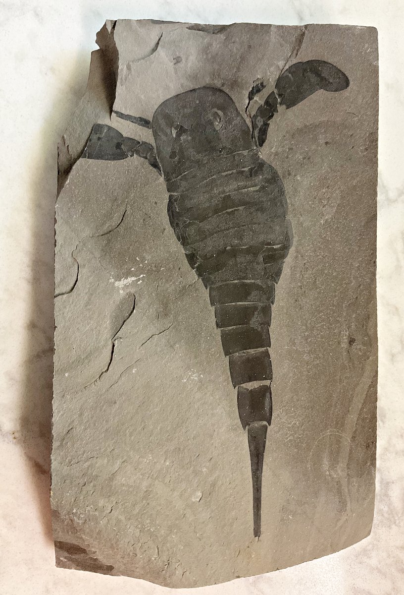 Eurypterid from Lang's Quarry