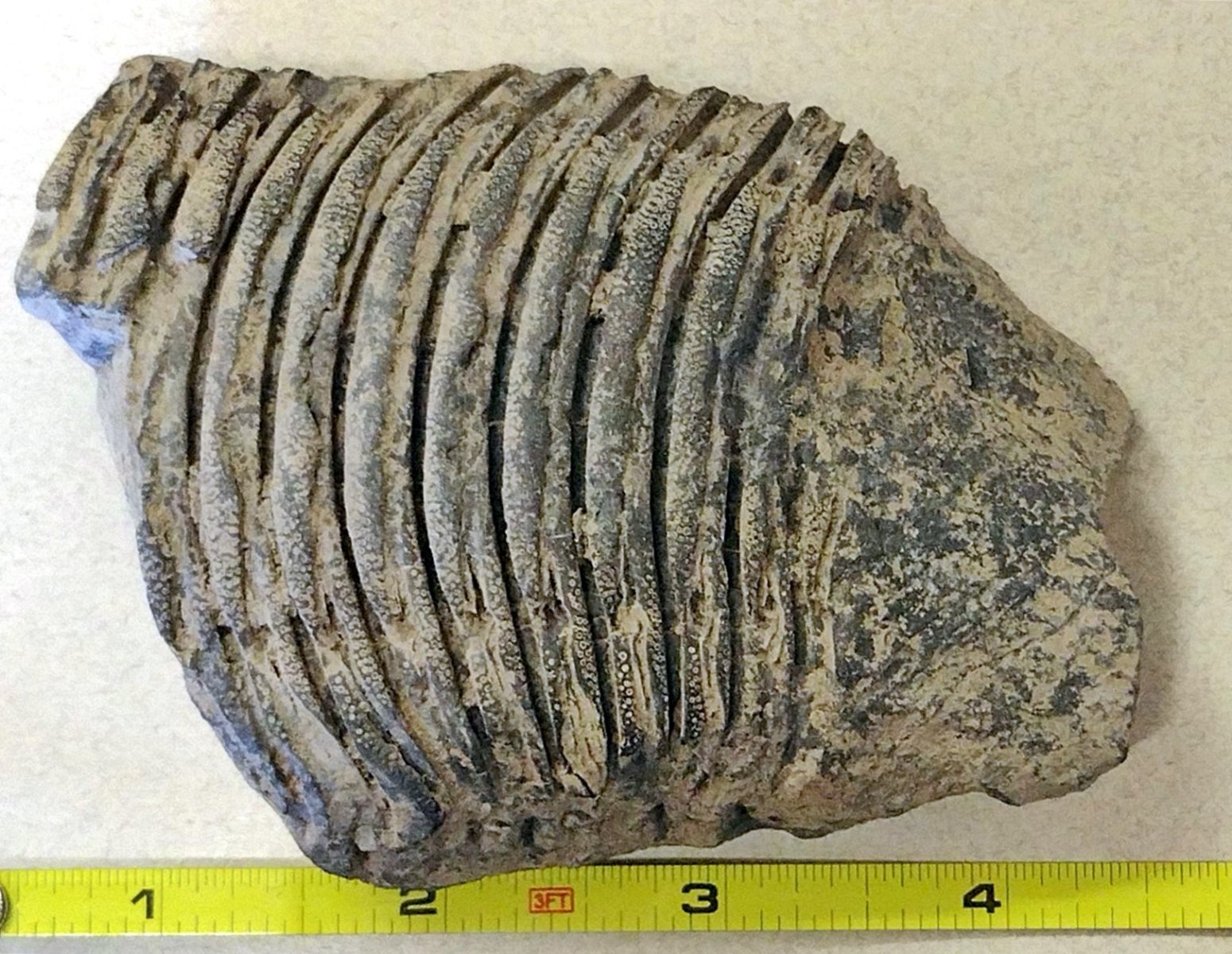 Partial Trilobite