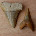 Southeast Fossils