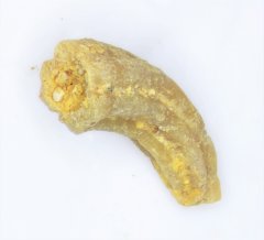 Worm Hamulus onyx Corsicana Formation