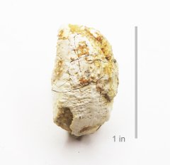 Crab Dakoticancer australis Corsicana Formation