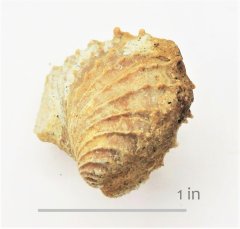 Bivalve Trigonia castrovillensis Corsicana Formation