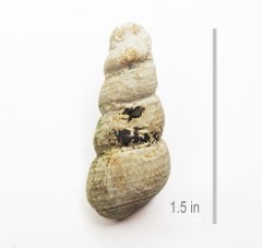 Gastropod Turritella irrorata Georgetown Formation