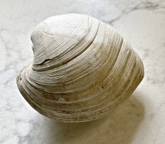 Miocene Tongue Shell from Matoaka Cottages, MD
