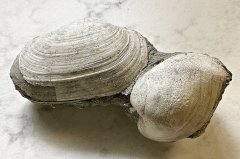 Miocene Geoduck Clam and Tongue Shell from Matoaka Cottages, MD.