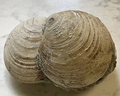 Miocene Venus Clams from Matoaka Cottages, MD.