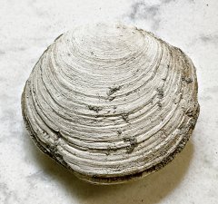 Miocene Lucine Clam from Matoaka Cottages, MD.