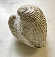 Miocene Ark Shell from Matoaka Cottages, MD.