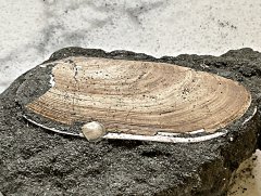 Cretaceous Clam from the Severn Formation, MD.
