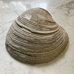 Miocene Venus Clam from Matoaka Cottages, MD.
