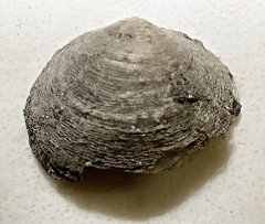 Cretaceous Bivalve from the Severn Formation, MD.