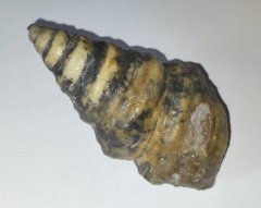 Cassiope pizcuetana