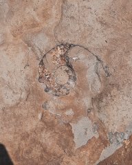 Metacoceras? Nautiloid cephalopod fossil
