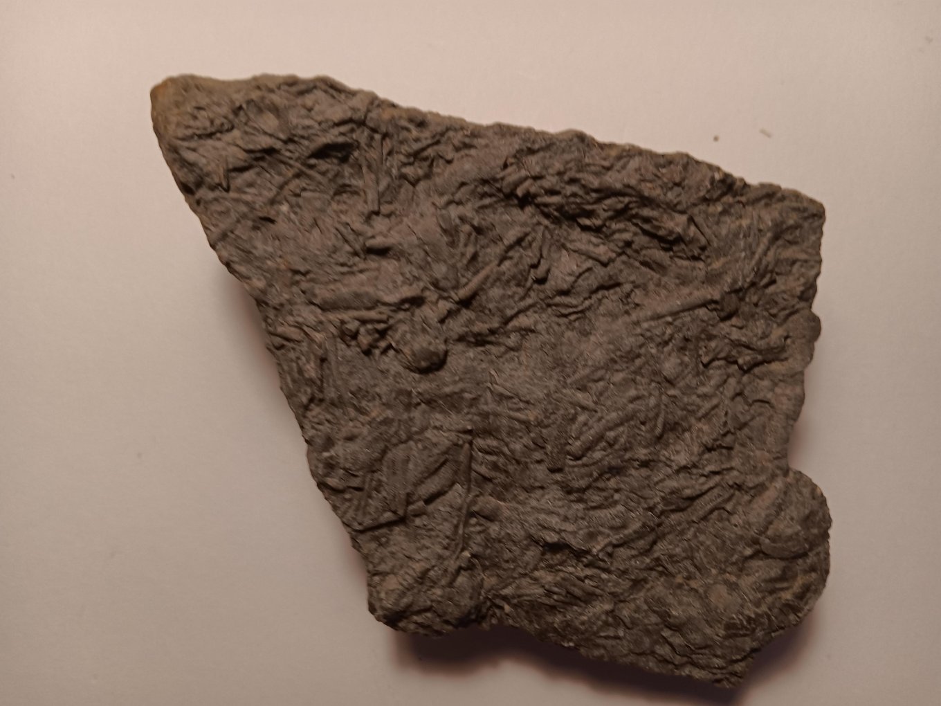 Unknown fossil 3.jpeg