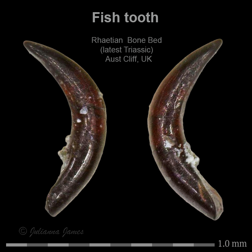 AC fish tooth 77 .png
