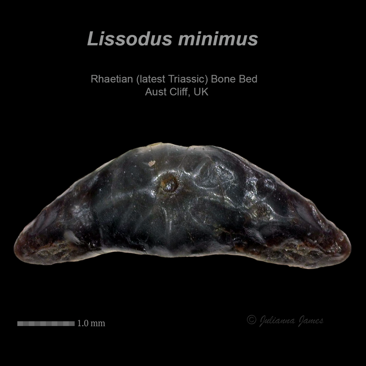 AC Lissodus minimus 2.png