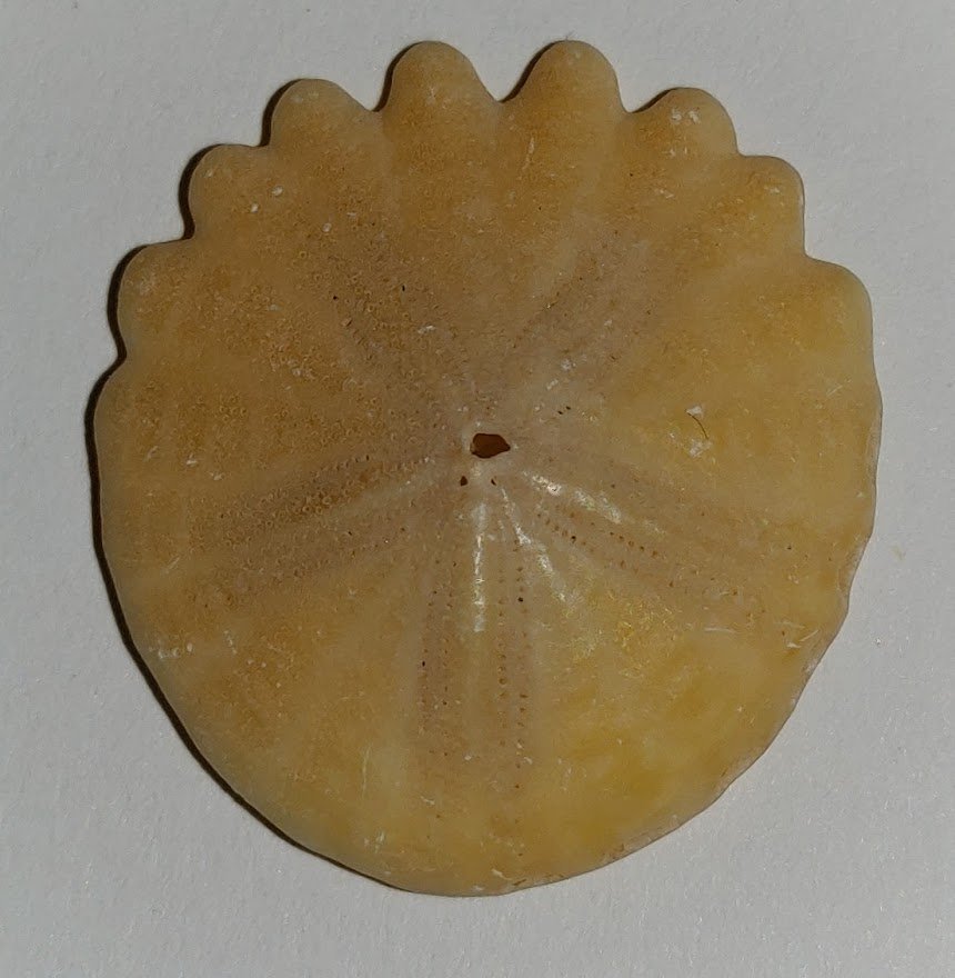 Rotuloidea fimbriata