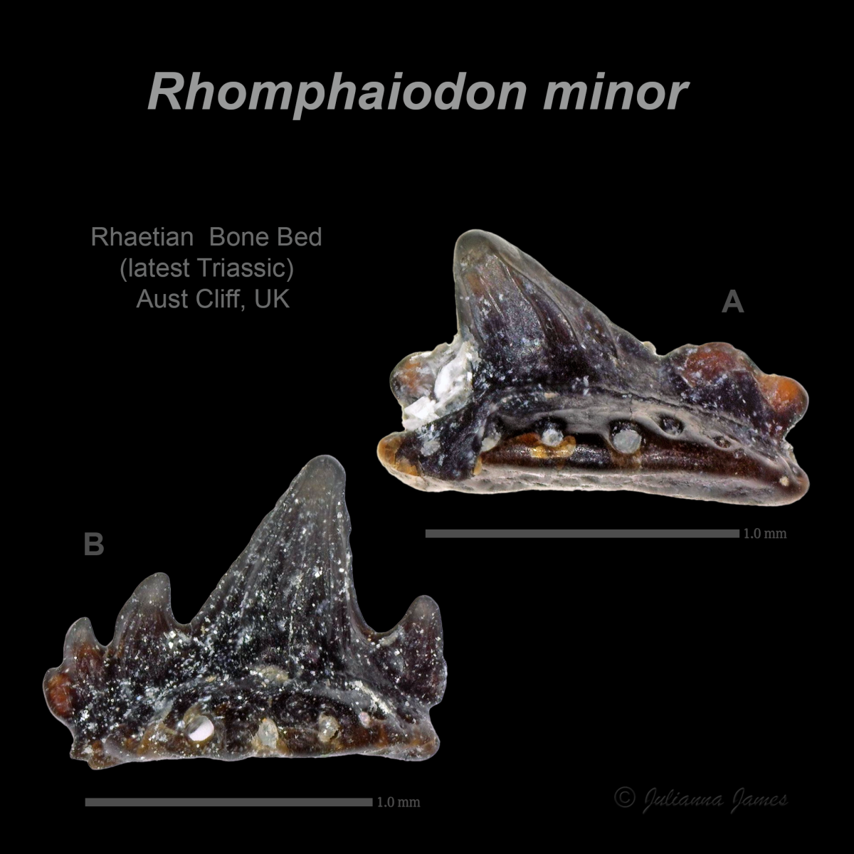 AC Rhomphaiodon minor 18 and 23.png