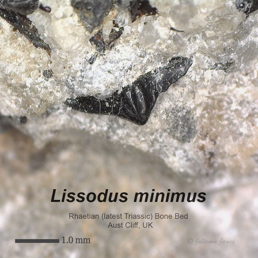 AC Lissodus minimus in matrix 2.png