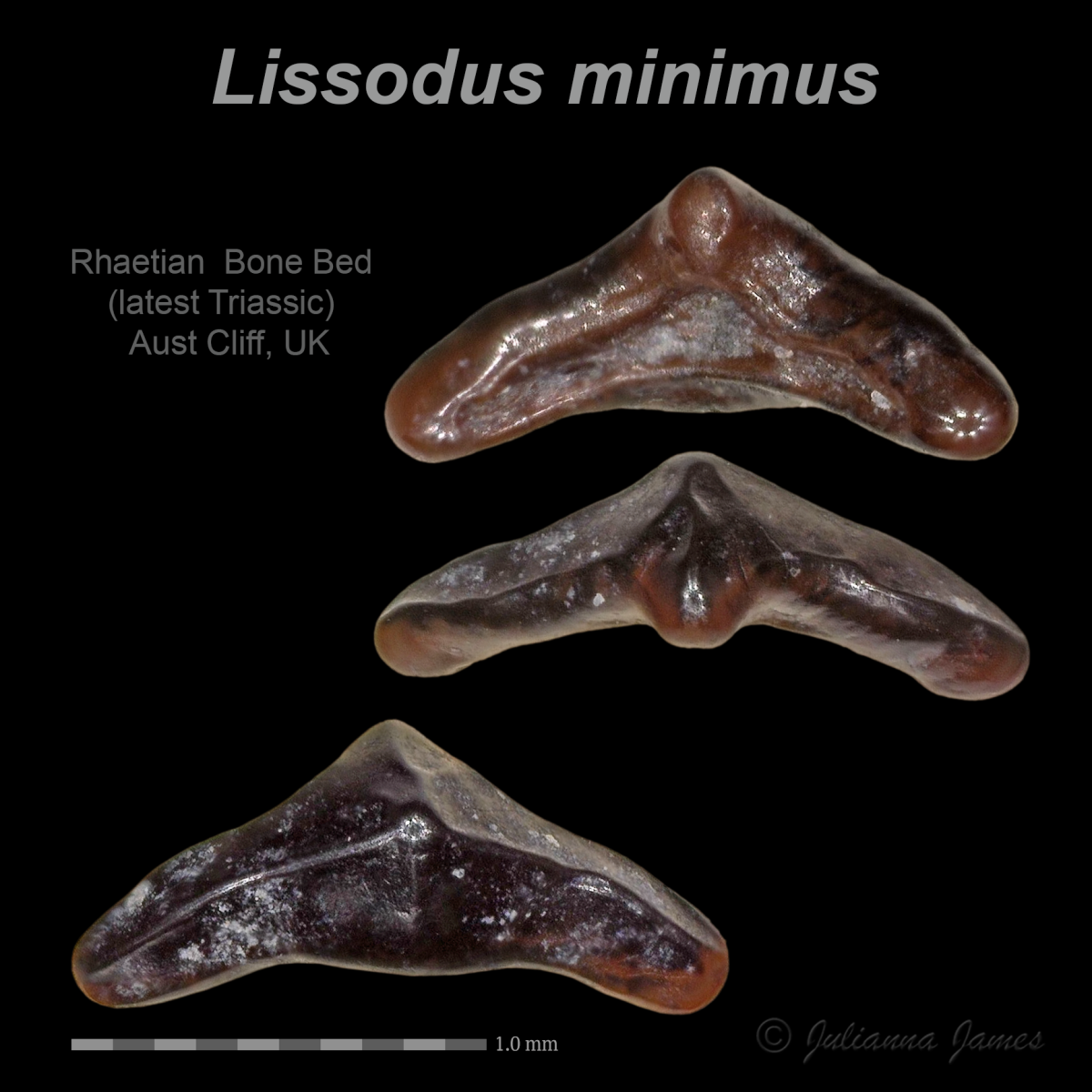 AC Lissodus minimus 8.png