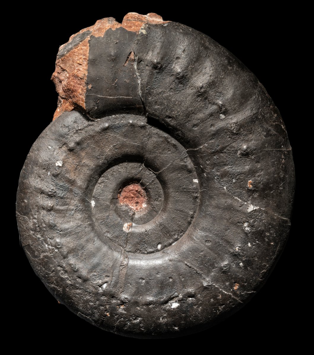 Gymnites incultus, Triassic, Austria