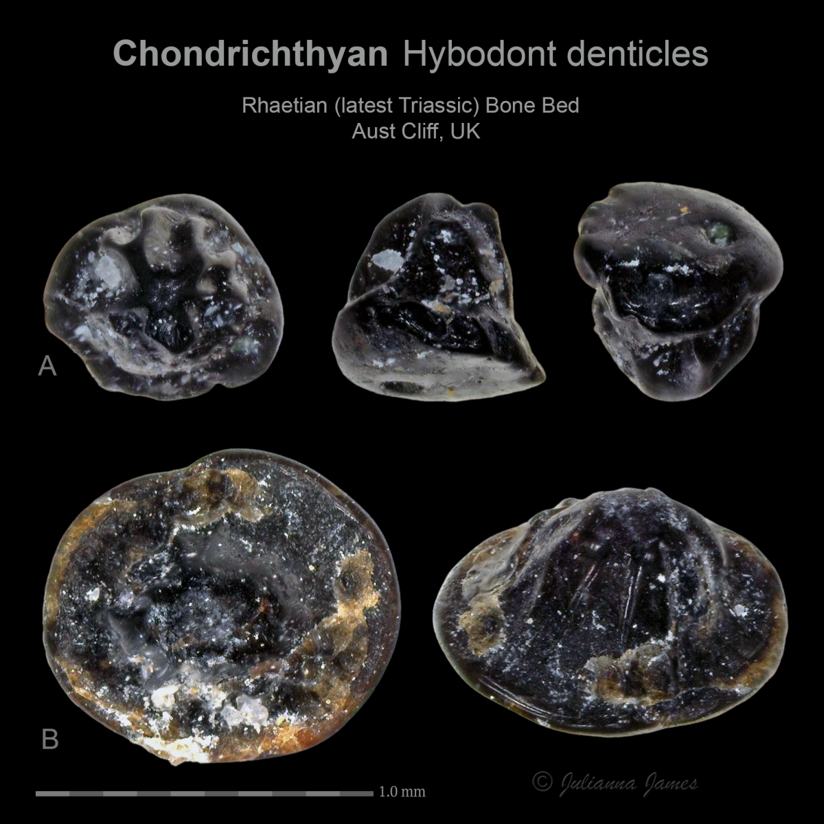 969897856_ACChondrichthyanHybodontdenticles36and61.png