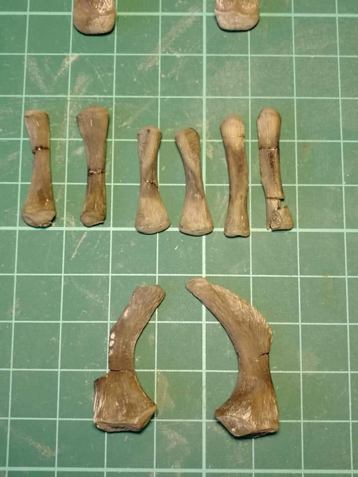 More limb bones