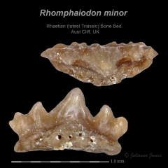 AC Rhomphaiodon minor 2.png