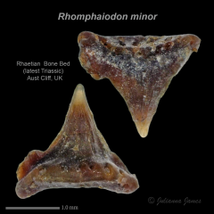 AC Rhomphaiodon minor 17.png
