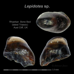 AC Lepidotes sp. tooth.png