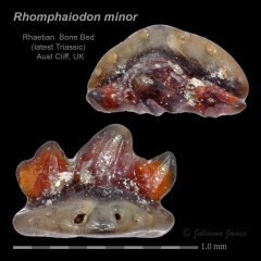AC Rhomphaiodon minor 4.png