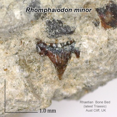 AC Rhomphaiodon minor in matrix.png
