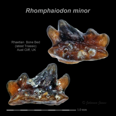AC Rhomphaiodon minor 26.png