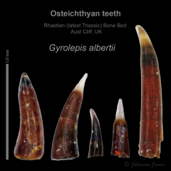AC Gyrolepis albertii teeth.png
