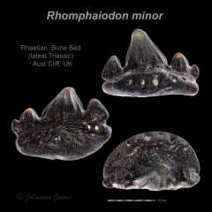 AC Rhomphaiodon minor 21.png