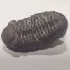 trilobites_are_awesome