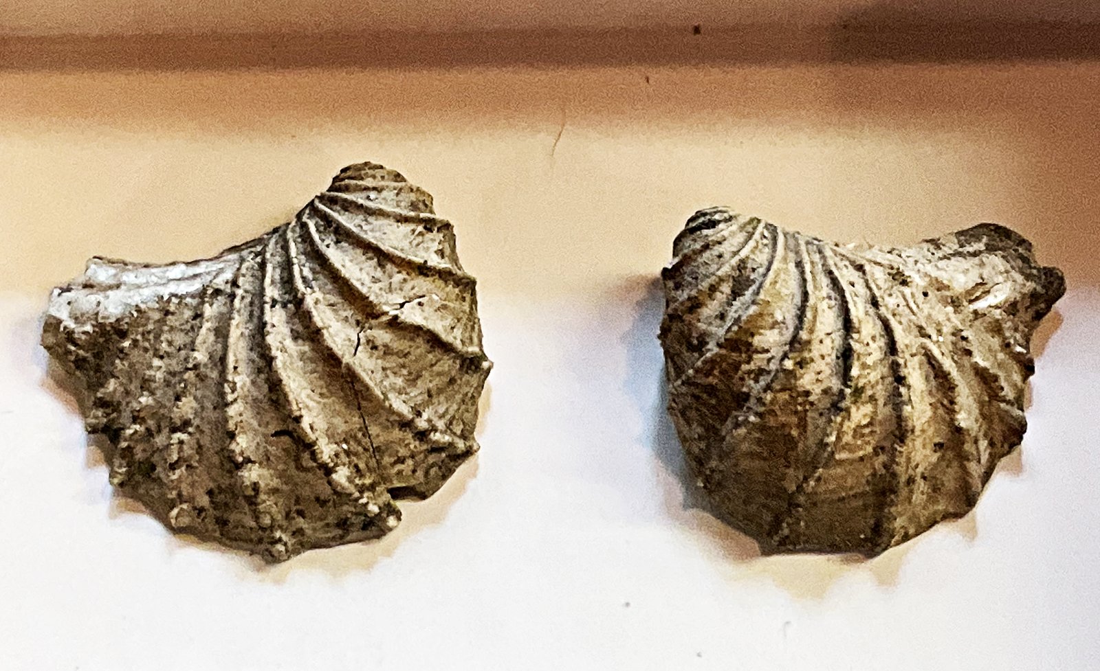 A Pair of Trigonias from the Severn Formation, MD.