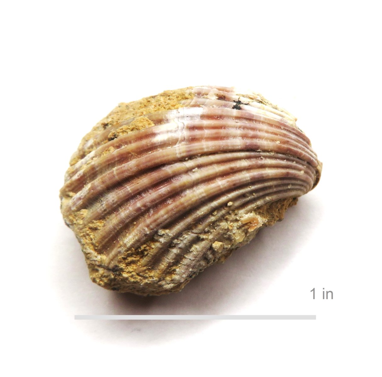 Bivalve Neithea bexarensis Corsicana Formation