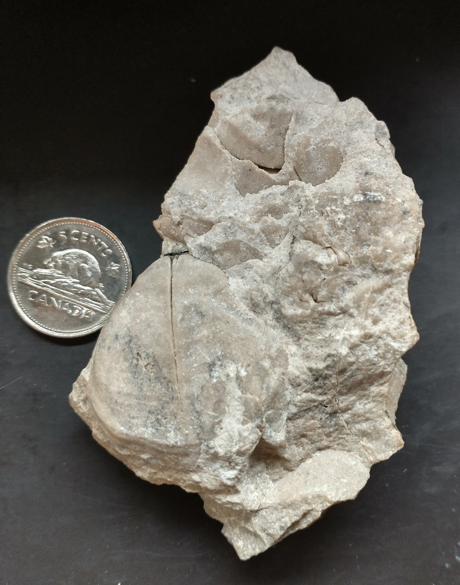 Hamilton, Ontario Fossils