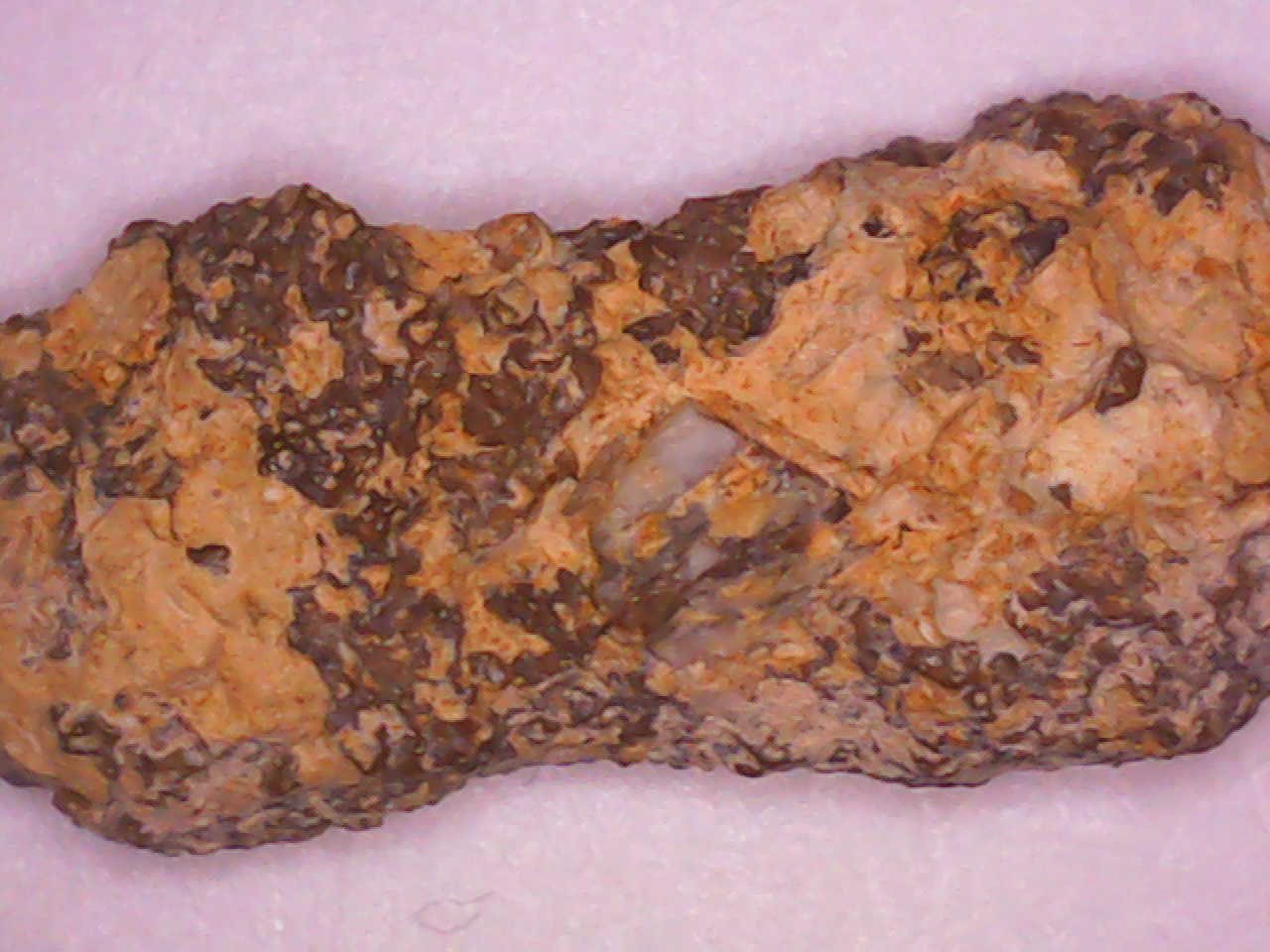 Coprolite with tooth/fish remain(?) inclusion