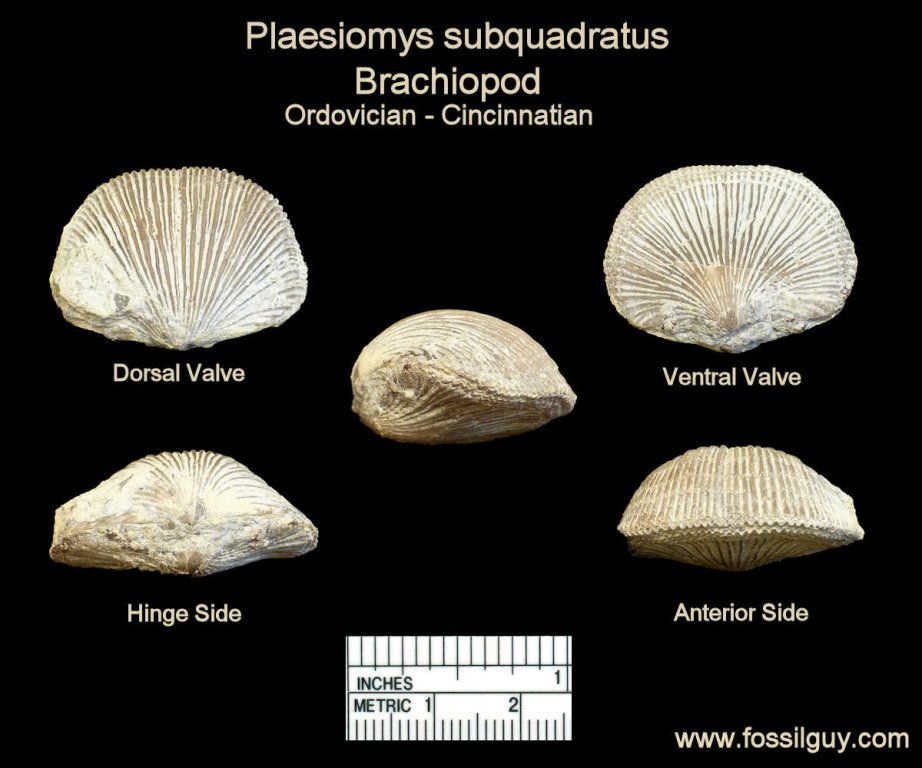 plaesiomys-brachiopod.jpg