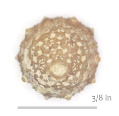Echinoid Hyposalenia phillipsae Glen Rose Formation