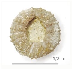 Echinoid Loriolia rosana Glen Rose Formation