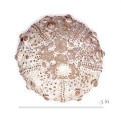 Echinoid Heterosalenia (rykyrae) Glen Rose Formation