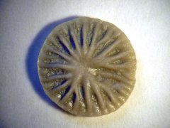 Microcyclus thedfordensis (Bassler 1939)