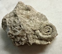 Euomphalid Gastropod from Formosa Reef, Ontario