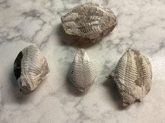 Rostroconches from Ontario