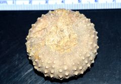 Echinoid, Phymosoma texana, Lower Cretaceous, Walnut Clay Fm., Mills Co., Texas showing Oral Surface