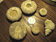Fossil Assemblage, Kcw Site 2, SE Callahan Co., Tx (Oral)